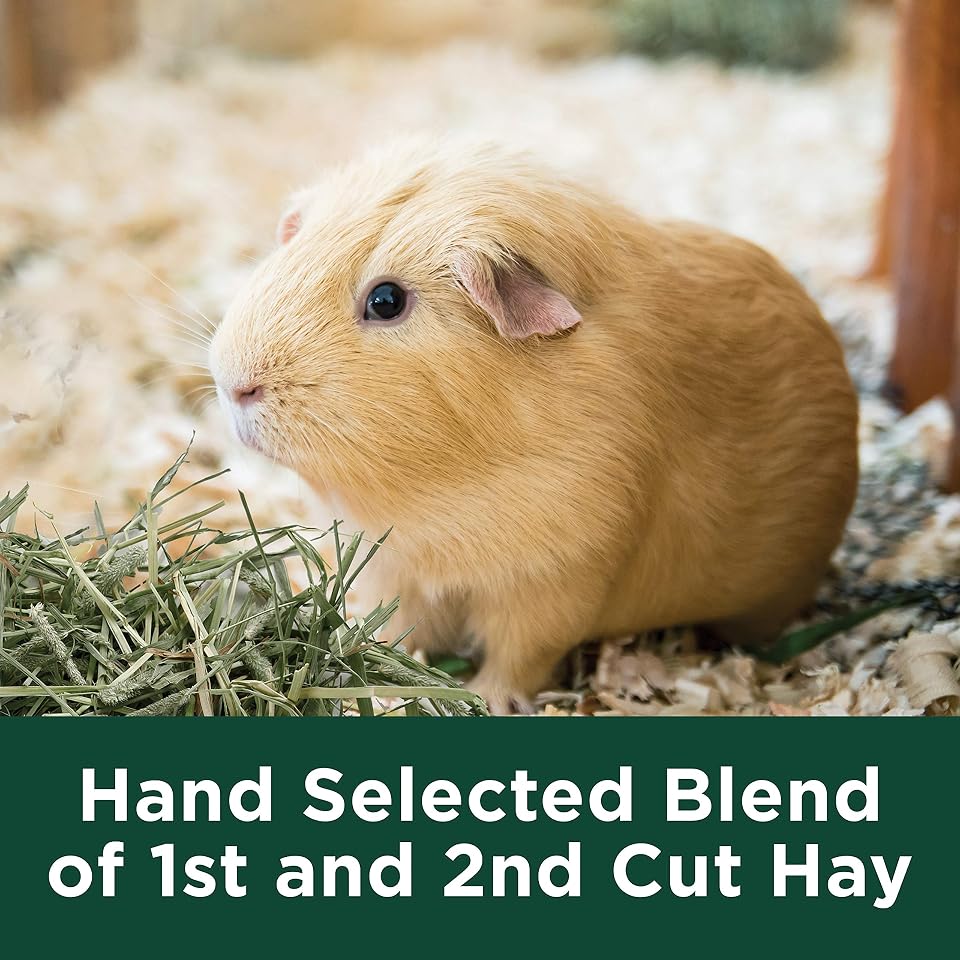 Kaytee Alfalfa Mini Bales, Guinea Pig Hay, 24 Ounces | Digestive support. Alfalfa hay for small animals. Mini hay bales, high protein and calcium, no pesticides or GMO