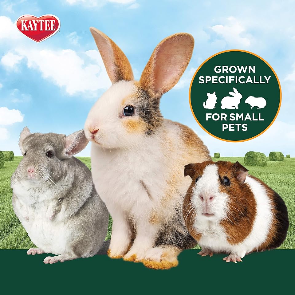 Kaytee Alfalfa Mini Bales, Guinea Pig Hay, 24 Ounces | Digestive support. Alfalfa hay for small animals. Mini hay bales, high protein and calcium, no pesticides or GMO