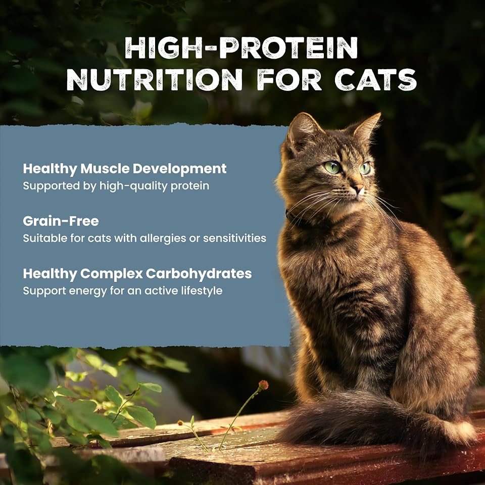 Blue Buffalo Wilderness Chicken & Salmon Wet Cat Food, 3 oz, 24 ct | Wild Delights Meaty Morsels in Tasty Gravy, High Protein & Grain-Free Recipe, Made with Natural Ingredients