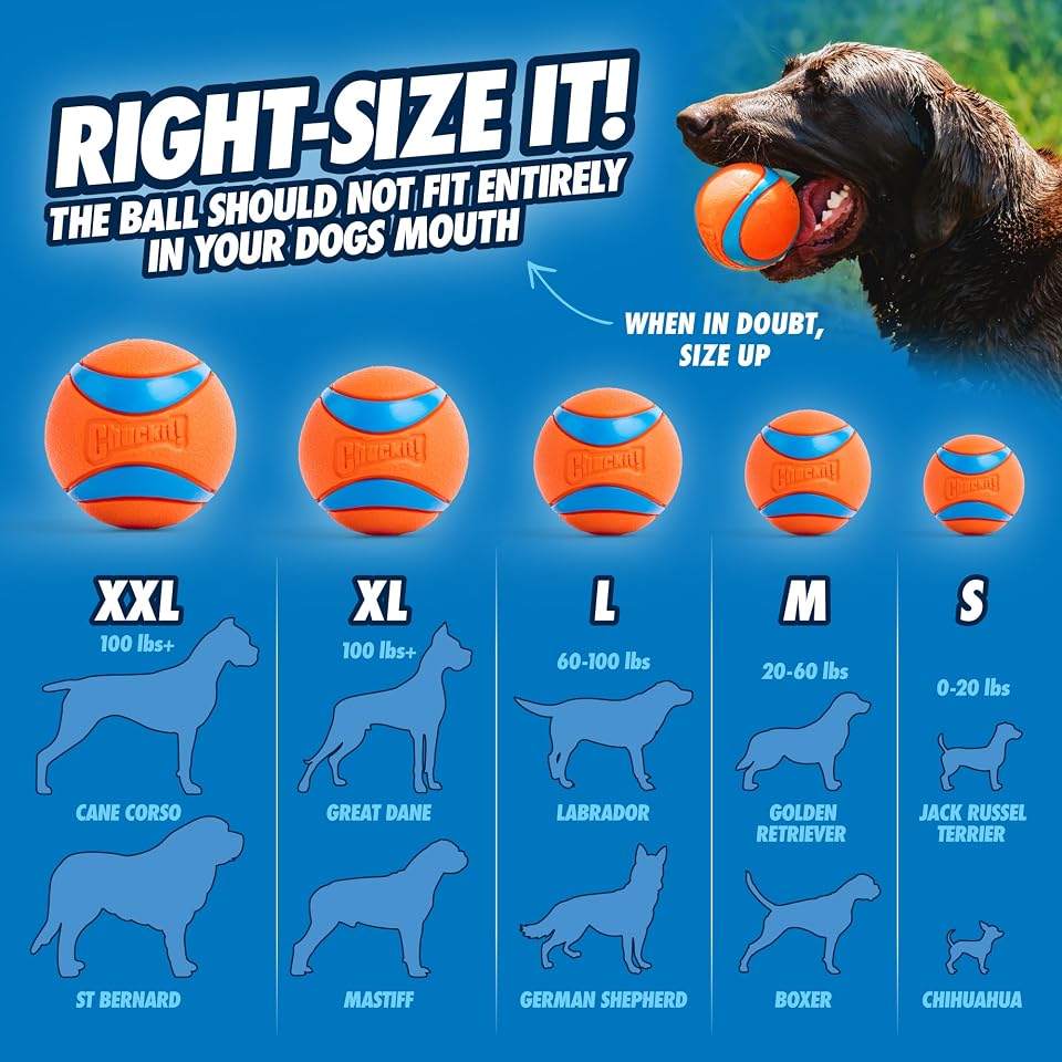 Chuckit! Dog Ball Launcher 12M Sport, Plastic, Great for Kids | Featuring a 12 In Handle for Medium 2.5 in Balls and Dogs 20-60 lbs, This Plastic Thrower Is Perfect for Kids, Made in USA 