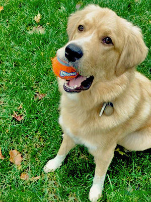 Chuckit! Dog Tennis Ball Toy, Medium 2.5in, 4 Pack, for 20-60lbs Dogs | Made for Dogs Weighing 0 to 100 Pounds 
