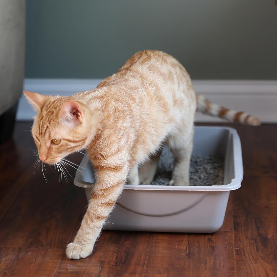 Petmate Basic Open Plastic Cat Litter Pan, Gray, Small | Multidirectional and Easy to Clean, 14 In x 10.5 In x 3.5in, Recommended for Kittens and Small Cats, Made in USA