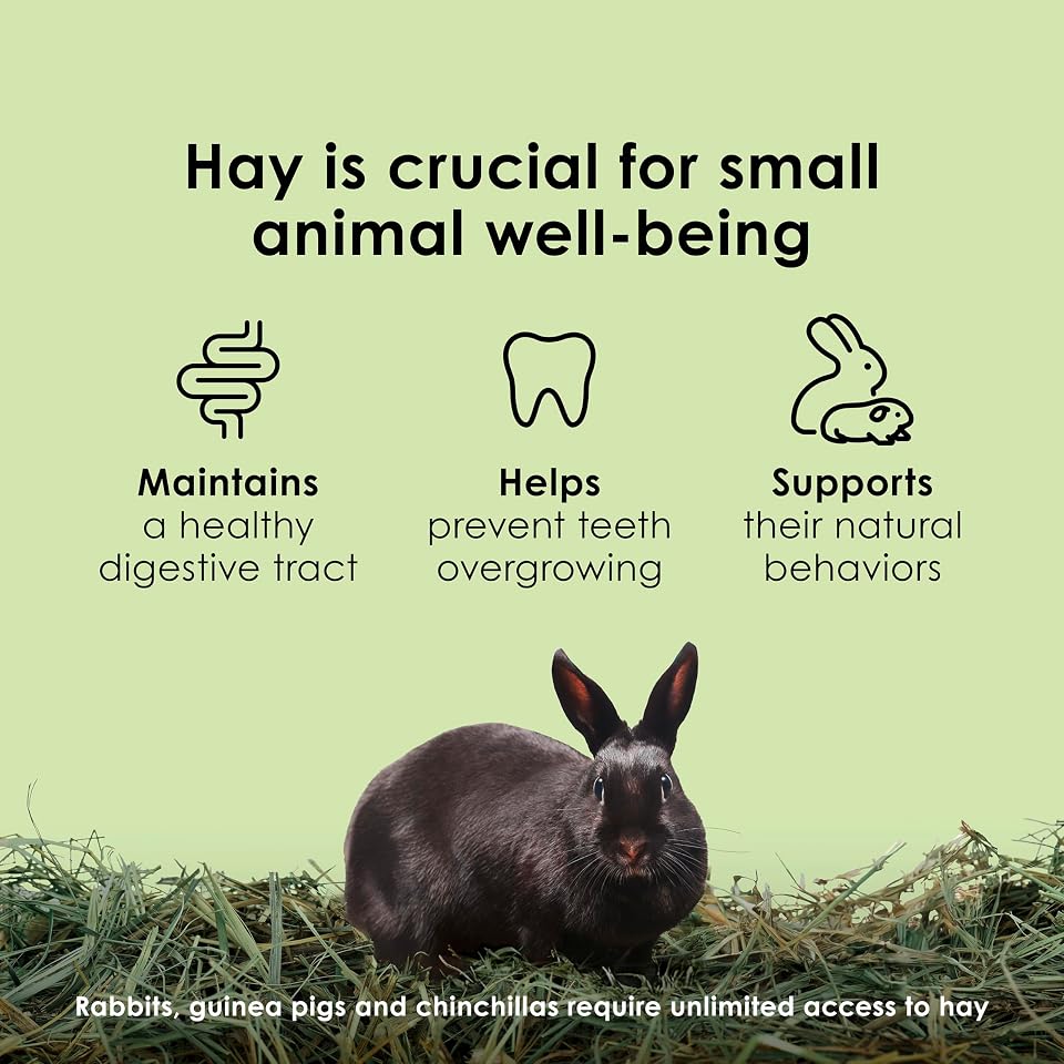 Kaytee Timothy Hay, High Fiber for Rabbits, Guinea Pigs, 96 Ounces | Supports digestive health. Hand-selected rabbit hay. Guinea pig hay, chinchilla hay, pesticide free