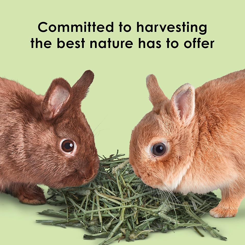 Kaytee Timothy Hay, High Fiber for Rabbits, Guinea Pigs, 96 Ounces | Supports digestive health. Hand-selected rabbit hay. Guinea pig hay, chinchilla hay, pesticide free
